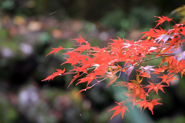 郡上八幡城の紅葉