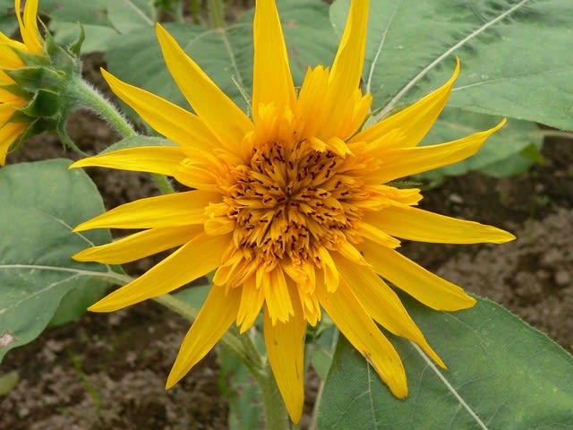 夏の花13 ヒマワリ 田舎へ行ってご 見てご