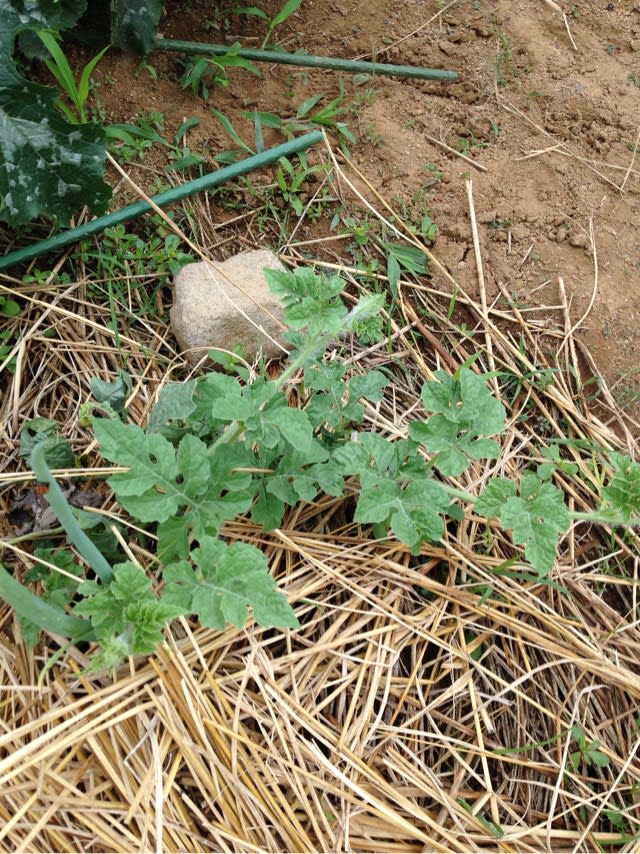 野菜栽培 スイカ復活 野菜ときどきフラダンス アロマセラピーのこと