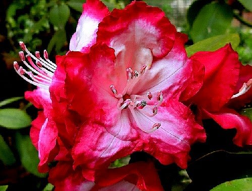 庭の花木 4月ー２ 西洋シャクナゲ ハナズオウ ムベ ジューンベリー 他 花と徒然なるままに