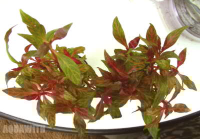 アルテルナンテラ レインキー バリエガータ アクアウィズのオススメ 熱帯魚