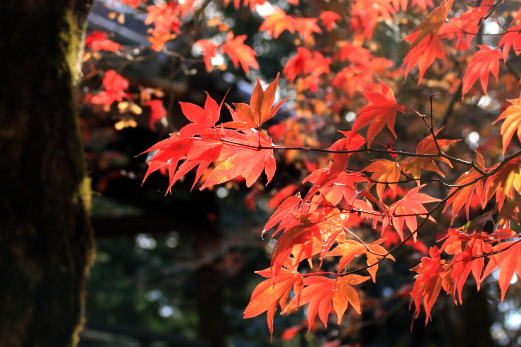 定光寺の画像