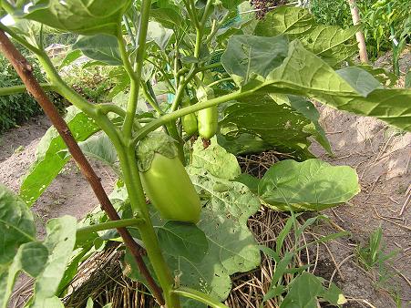 鹿児島白茄子 の栽培 らいちゃんの家庭菜園日記