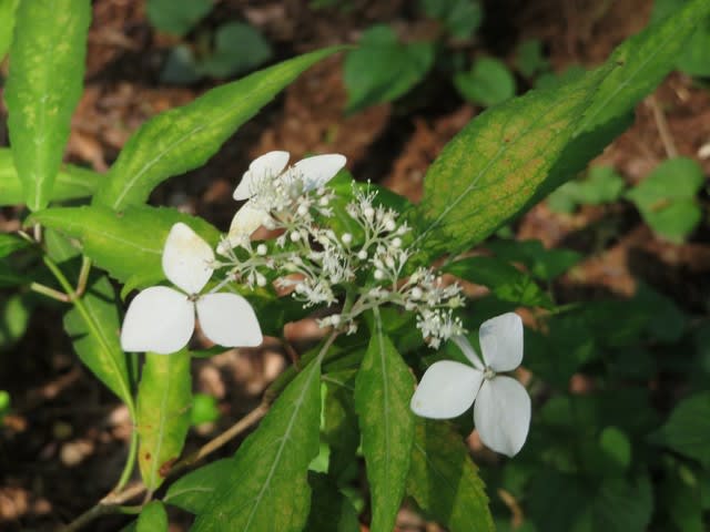 天城峠に産するシンプルな白の天城アマチャ 紫陽花シリーズ13 野の花 庭の花