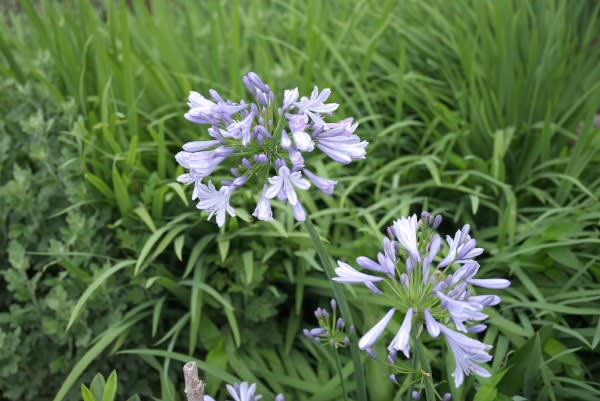 アガパンサス 透明感のある清々しい紫の花は6月19日の誕生花 Aiグッチ のつぶやき