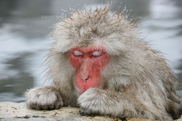 世界一 文化度の高い日本猿 Sammyphotos