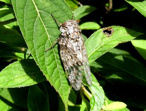 庭でニイニイゼミを見る すずちゃん親子の食事シーン 他 花と徒然なるままに