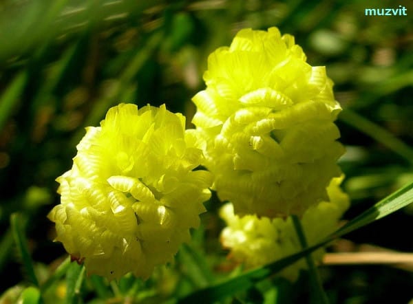 トリフォリウム・カンペストレ Trifolium campestre - The wild flowers of Portugal. ポルトガルの野の花