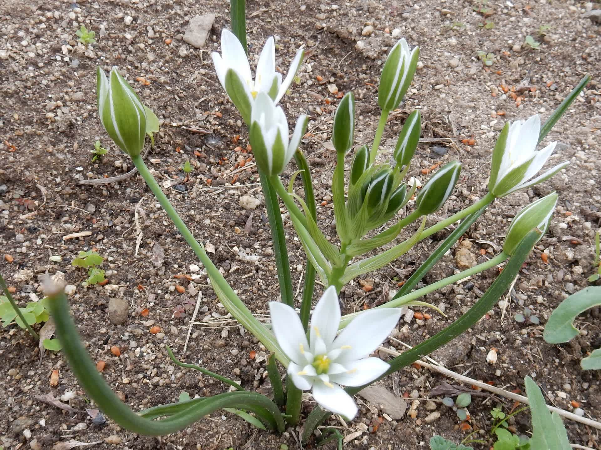 オオアマナ Konasukeの部屋 オオアマナ Konasukeの部屋