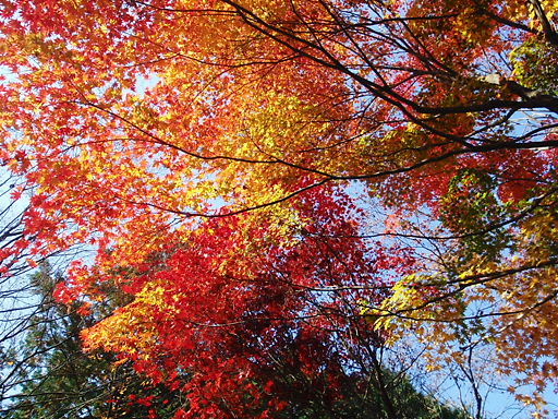 飯能 能仁寺 天覧山 紅葉の散策 四季 山夢