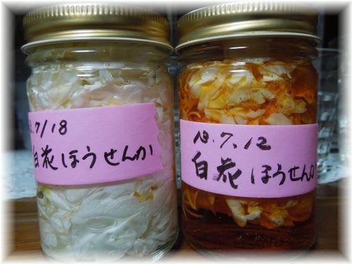 白花ほうせんか 2013年7月18日