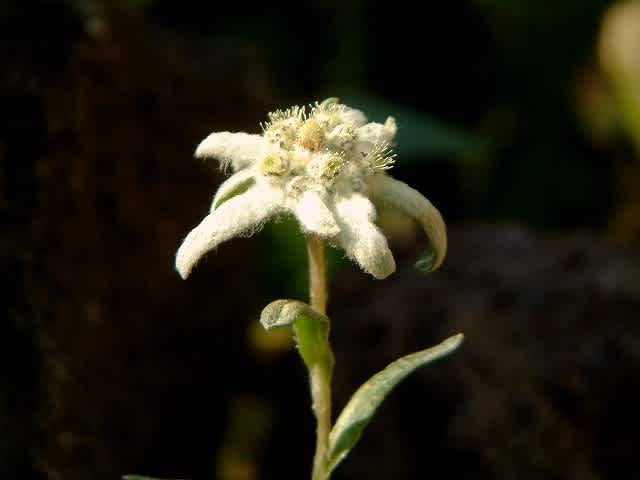 返り咲きの花と遅咲きの花 野山の香り