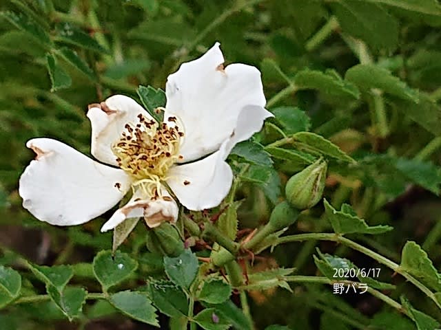 ノバラ 母の日のバラがまだ咲いています ナンキンハゼ 私のお庭