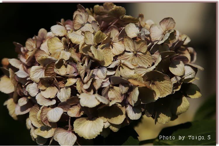枯れた紫陽花＃２　神奈川県川崎市多摩区・登戸の日常風景写真