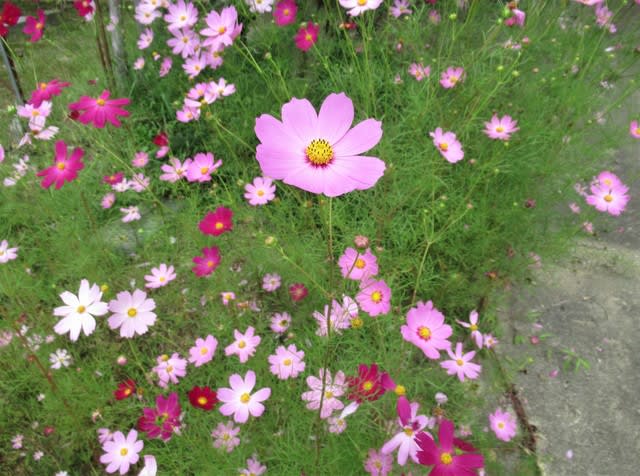 秋の花と言えばまずはコスモス 里山悠々録 秋の花と言えばまずはコスモス 里山悠々録
