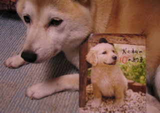 犬と私の10の約束 川口晴 ただの映画好き日記