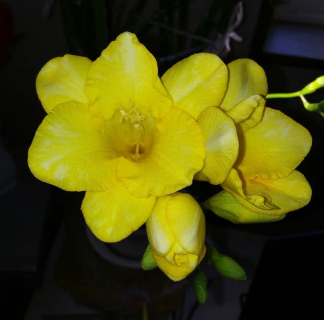 フリージア ダカート みんなの花図鑑 19年 春の黄緑 秋の黄橙
