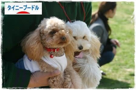 にほんブログ村 犬ブログ タイニープードルへ