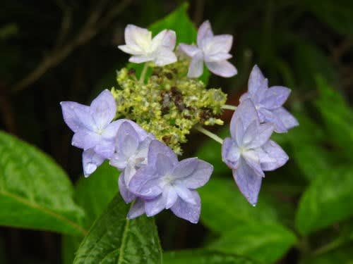 シチダンカ（七段花）