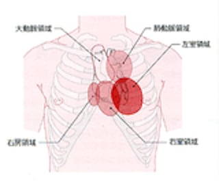 位置 心臓 の 【医師監修】心臓の位置はどのあたり？左側に寄っているの？