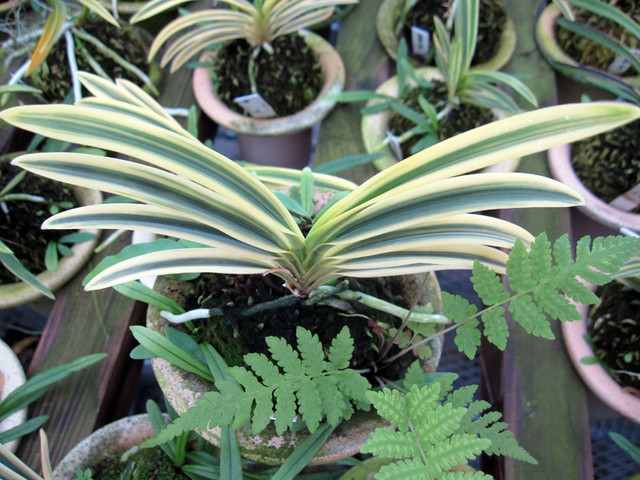 龍泉冠と天領覆輪 - 蘭の国から