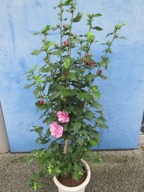 ムクゲ8寸鉢を入荷致しました プレゼント 自宅用 神奈川県 茅ケ崎市の花屋 さんこう生花店 のgooブログ ムクゲ8寸鉢を入荷致しました プレゼント 自宅用 神奈川県 茅ケ崎市の花屋 さんこう生花店 のgooブログ