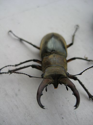 ミヤマクワガタ 09 07 06 07 地理の部屋と佐渡島