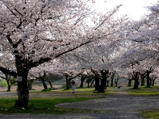 中ノ島公園のソメイヨシノは満開。まだ人出が少ない