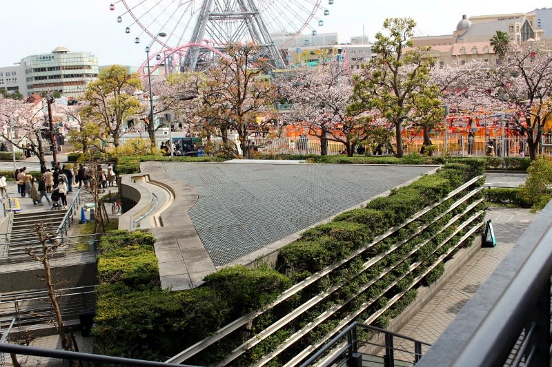 みなとみらいさくら通りの桜