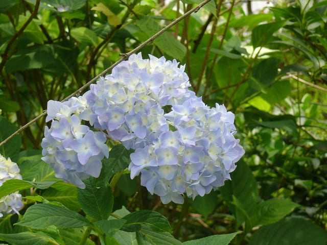 一関市東山町のセイヨウアジサイ 西洋紫陽花 19年6月27日 木 Peaの植物図鑑