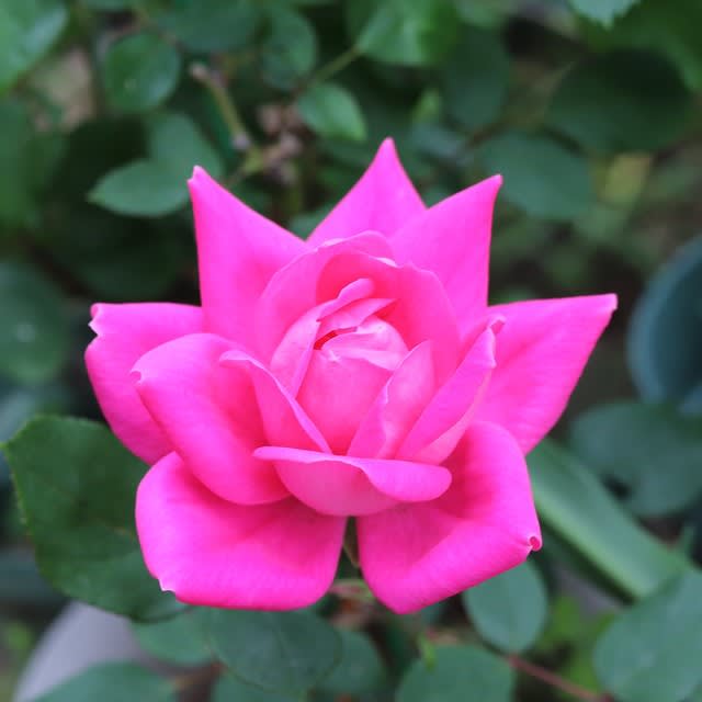 ピンク系のバラ ピンクダブルノックアウト お庭の出来事２ つづきです