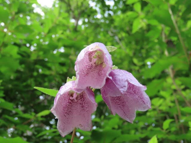 高ボッチ高原・鉢伏山で最近咲いている花　ヤマホタルブクロ（山蛍袋）