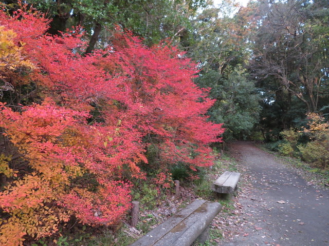 ドウダンツツジどうして真っ赤 京都府立植物園11 2 なつみかんの木々を見上げて