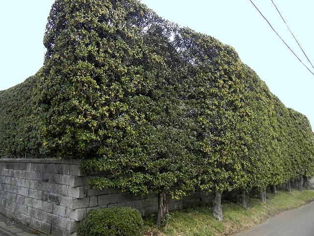 モチノキ 黐の木 に沢山の花 アルママの気まぐれ日記