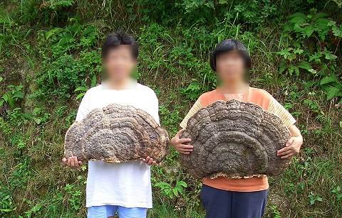 売れ筋がひ贈り物 天然物 採れたて 巨大さるのこしかけ 48cm 売れ筋がひ贈り物 天然物 採れたて 巨大さるのこしかけ 48cm