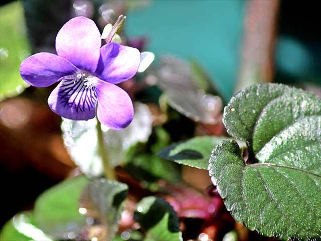 スミレとオオキザリスとアオキの花など Gardening2