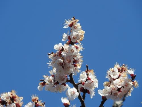 アンズ（杏子・杏）の花