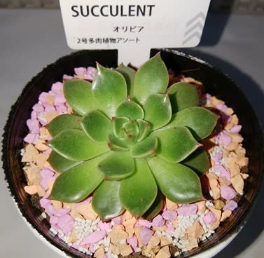 ダイソー多肉の植え替えと名前判明 2413 春の黄緑 秋の黄橙