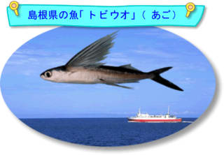 空中を飛ぶ魚 ６月の 旬魚 トビウオ編 しまね農林水産情報