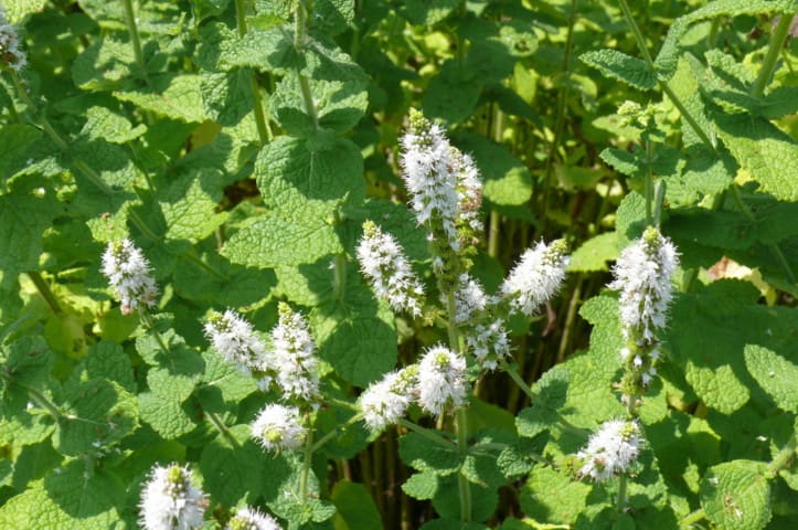 一関市大東町渋民のスペアミント ２０１２年８月22日 水 Peaの植物図鑑