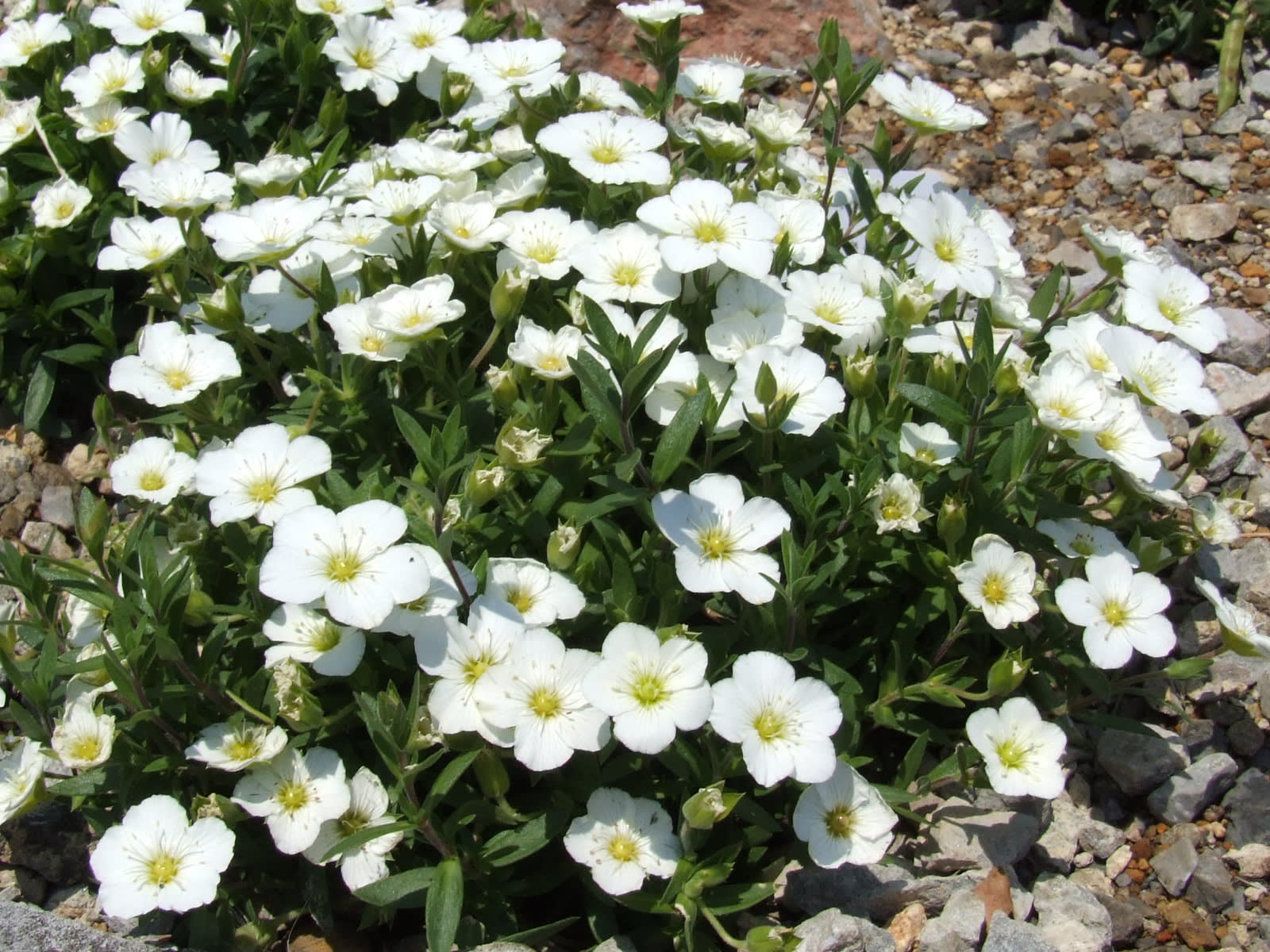 アレナリア モンタナ Arenaria Montana 季節の花