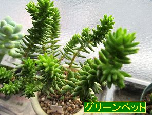 多肉植物ベルゲランタスの花が咲きました 私の日帰り散策