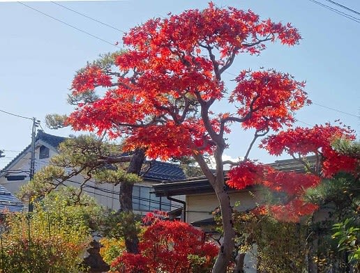 モミジ 大盃（オオサカズキ）苗木 紅葉