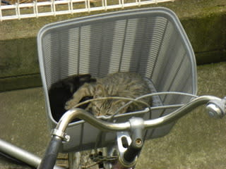 自転車のカゴに猫が さぶりんブログ