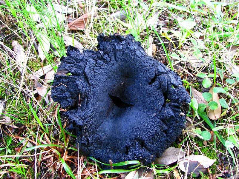 黒いキノコ メジロさんの日々の備忘録 黒いキノコ メジロさんの日々の備忘録