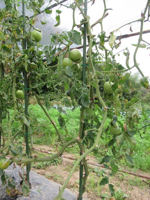 トマト連続摘芯栽培は葉かきと第１１花房の収穫 里山悠々録