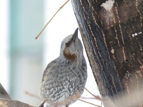 ヒヨドリの好きな食べ物10 北の森での散策日記