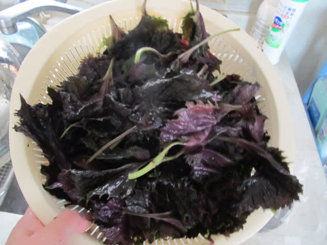 イメージ 6