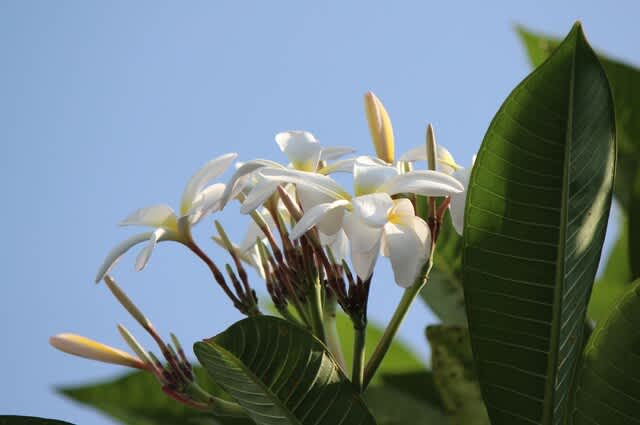 白いプルメリア 沖縄の四季の花 白いプルメリア 沖縄の四季の花
