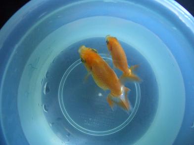 里子２ ソウルで金魚